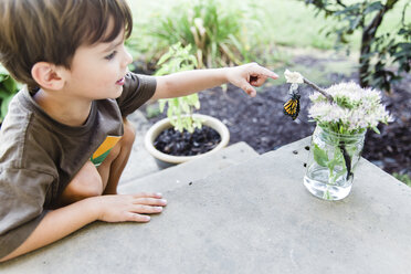 Junge, Kind betrachtet einen Schmetterling, der an einem Zweig in einem Blumenarrangement hängt. - MINF05112