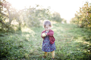 Ein Kleinkind, Mädchen, steht in einem Obstgarten und hält einen Apfel. - MINF05146