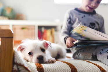 A puppy sitting on a bed next to a child, boy reading a book. - MINF05161
