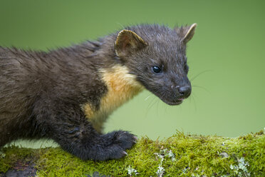 Portrait of pine marten - MJOF01547