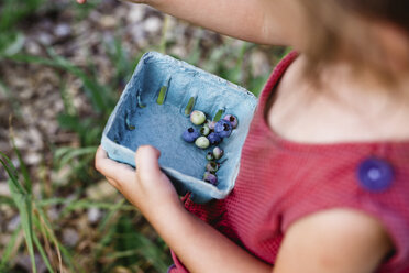 High angle close up of child holding punnet of fresh blueberries. - MINF05226