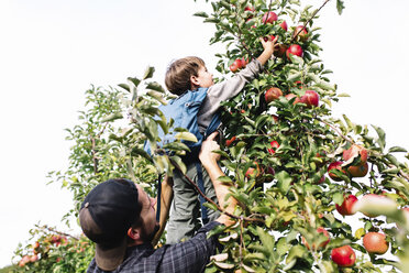Man holding a young boy up to pick a red apple from a tree. - MINF05247