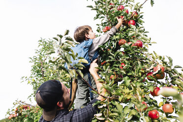 Mann hält einen Jungen hoch, um einen roten Apfel vom Baum zu pflücken. - MINF05247