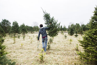 Ein Mann trägt einen Weihnachtsbaum auf einem Feld in einer Weihnachtsbaumfarm. - MINF05264
