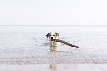 Weißer und hellbrauner, flauschiger Hund, der einen Stock aus dem Meer holt. - MINF05296