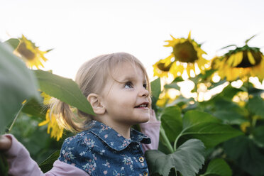 Smiling young girl with pigtails standing in field of sunflowers. - MINF05337
