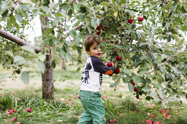 Junge mit braunem Haar, bedrucktem Hemd und grüner Hose, der in einem Obstgarten steht und Äpfel von einem Baum pflückt. - MINF05383