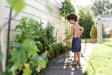 Young boy with brown hair wearing swimming trunks standing in a garden, watering tomato plants with a spray hose. - MINF05414