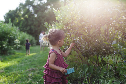 Junges Mädchen im roten Kleid steht in einem Obstgarten und pflückt frische Blaubeeren. - MINF05415