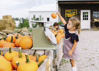 Young girl standing at a table with pumpkins at a farm stall, placing small pumpkin on weighing scales. - MINF05445