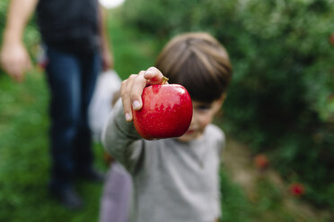 Junge mit braunem Haar steht in einem Obstgarten und hält einen glänzenden roten Apfel in die Höhe, im Hintergrund ein Mann. - MINF05446