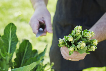 Man harvesting fresh vegetables tops and leaves in a garden with a knife. - MINF05469