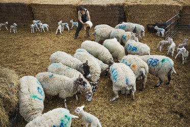 Eine Schafherde und neugeborene Lämmer mit blauen Zahlen auf den Seiten stehen in einem Stall auf Stroh. - MINF05497