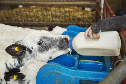 Woman standing in a stable, bottle feeding a black and white calf. - MINF05498