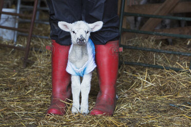 Neugeborenes Lämmchen in einem Strickpullover, das zwischen den Beinen einer Person mit roten Gummistiefeln steht. - MINF05502