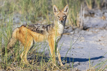 Namibia, Etosha-Nationalpark, Schabrackenschakal - FOF09994