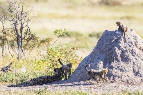 Namibia, Etosha-Nationalpark, Gepard mit spielenden Jungtieren - FOF09997