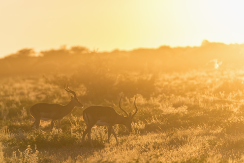 Afrika, Namibia, Etosha-Nationalpark, Impalas, Aepyceros melampus, bei Sonnenaufgang, lizenzfreies Stockfoto