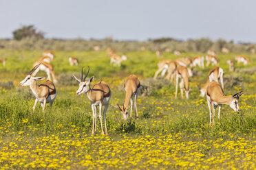 Afrika, Namibia, Etosha-Nationalpark, Springböcke, Antidorcas marsupialis - FOF10000