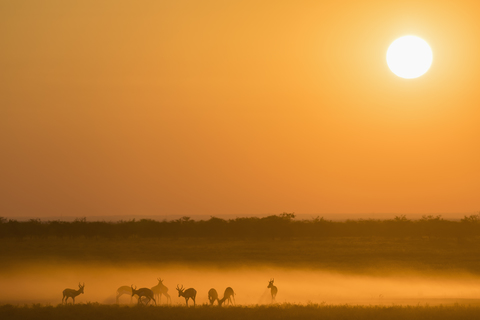 Africa, Namibia, Etosha National Park, Springboks, Antidorcas marsupialis, at sunset stock photo