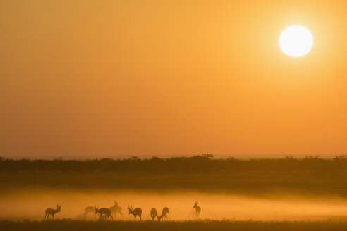 Afrika, Namibia, Etosha-Nationalpark, Springböcke, Antidorcas marsupialis, bei Sonnenuntergang - FOF10001