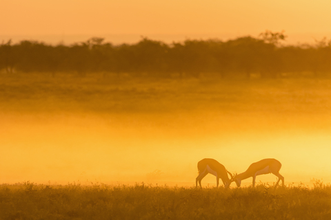 Africa, Namibia, Etosha National Park, Springboks, Antidorcas marsupialis, fighting at sunset stock photo