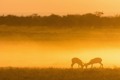 Afrika, Namibia, Etosha-Nationalpark, Springböcke, Antidorcas marsupialis, Kampf bei Sonnenuntergang - FOF10002