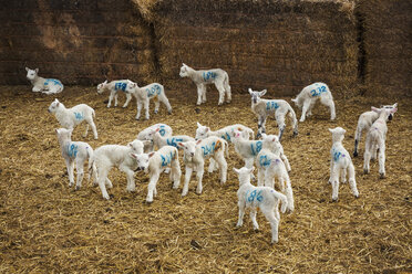 Eine Herde neugeborener Lämmer mit aufgemalten blauen Nummern steht in einem Stall auf Stroh. - MINF05537