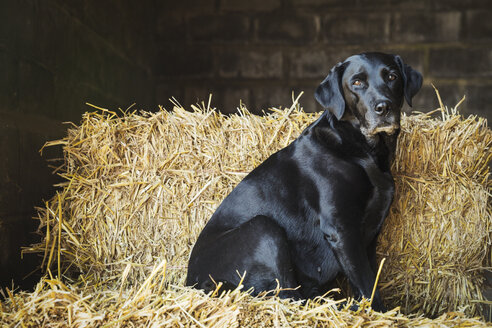 Schwarzer Labradorhund, der auf einem Strohballen in einem Stall sitzt. - MINF05538