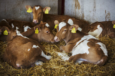 Five brown and white calves lying on a bed of straw. - MINF05539
