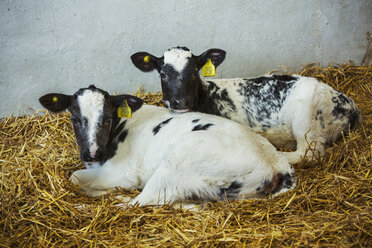 Two black and white calves lying side by side on a bed of straw. - MINF05540