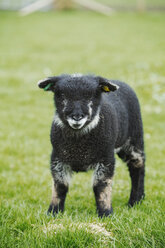 Ein junges Tier, ein schwarzes Lamm, steht auf einem Feld. - MINF05543
