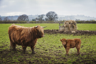 Eine Hochlandkuh und ein Kalb auf einem Feld neben einem Heufutterhalter. - MINF05545