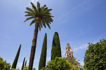 Spain, Andalusia, Cordoba, Torre del Alminar of Mosque–Cathedral and palms - WIF03545