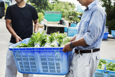 Zwei Männer tragen eine Kiste mit geerntetem Mizuna-Gemüse. - MINF05700