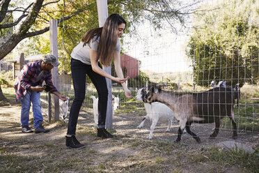 Eine junge Frau und ein Mann hocken sich hin und füttern eine Gruppe von Ziegen durch einen Drahtzaun. - MINF05784