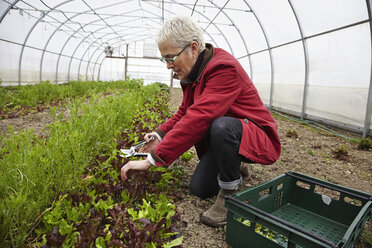 Ein großer kommerzieller Gartenbau-Polytunnel mit Ventilatoren an der Decke und Pflanzen, die in der Erde wachsen; eine Frau bei der Arbeit. - MINF05804