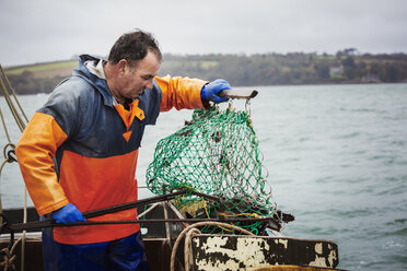 Traditioneller nachhaltiger Austernfang: Ein Fischer öffnet auf einem Bootsdeck ein Fischgatter. - MINF05809
