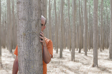Man peering from behind a poplar tree trunk on a commercial tree farm. - MINF05890