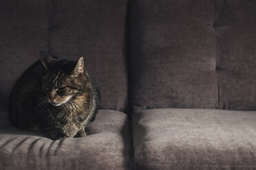 Eine Katze sitzt auf einem grauen Sofa. - MINF06343