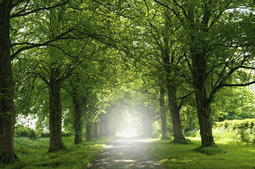 An avenue of trees in summer leaf foliage, and sun shining. - MINF06475