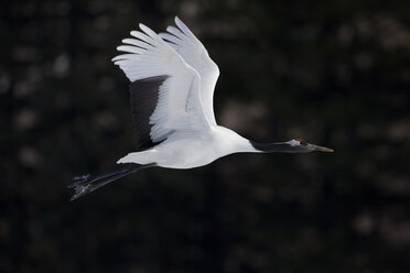 Rotscheitelkranich, Grus japonensi, Japanischer Kranich, weiß mit grauem und rotem Fleck auf der nackten Haut des Scheitels, im Flug. - MINF06478