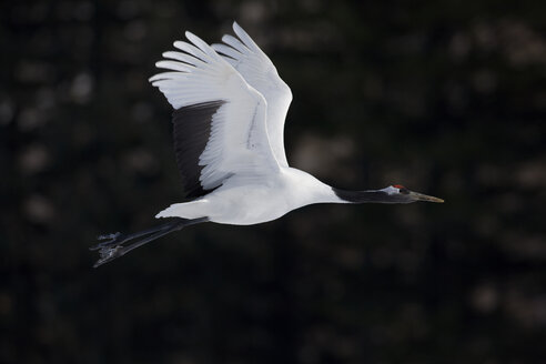 Rotscheitelkranich, Grus japonensi, Japanischer Kranich, weiß mit grauem und rotem Fleck auf der nackten Haut des Scheitels, im Flug. - MINF06478