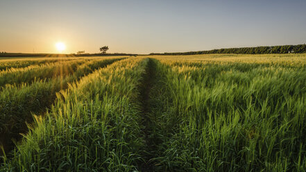 Ländliche Landschaft mit Blick über Getreidefelder in der Nähe von Slapton, Devon, bei Sonnenuntergang. - MINF06482