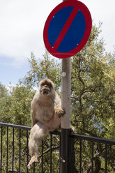 Gibraltar, Barbary macaque sitting beside traffic sign - WIF03554