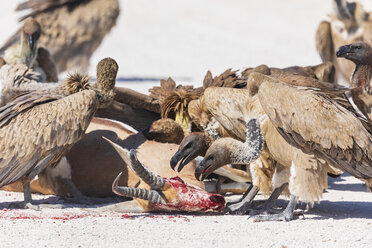 Namibia, Etosha-Nationalpark, Kap-Greifvögel, Gyps coprotheres, fressender Springbock - FOF10003