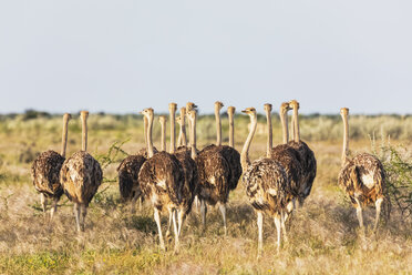 Namibia, Etosha-Nationalpark, Afrikanische Strauße, Struthio camelus, Jungtiere - FOF10004