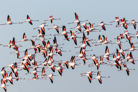 Namibia, Etosha-Nationalpark, Großer Flamingo (Phoenicopterus ruber, fliegender Vogelschwarm, lizenzfreies Stockfoto