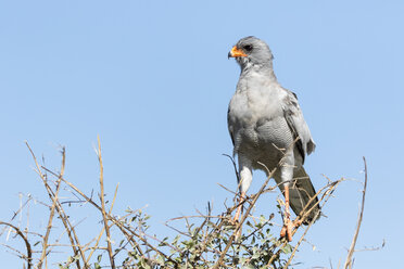 Namibia, Etosha-Nationalpark, Blasser Singhabicht, Melierax podiopterus - FOF10008