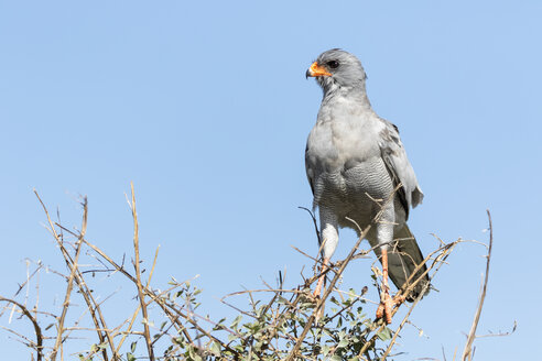 Namibia, Etosha National Park, Pale chanting goshawk, Melierax podiopterus - FOF10008